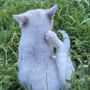 一开始（翻唱版）