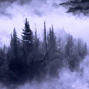 Foggy Woods