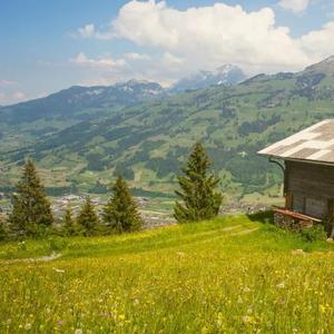 三棵树绿油油 (8)