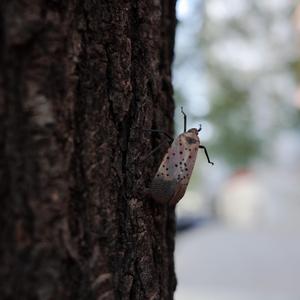 忽然之间（十孔口琴）