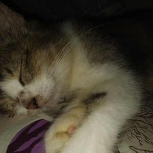 Mendaki yg tertinggi