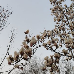 《盛世梦幻入笙歌》