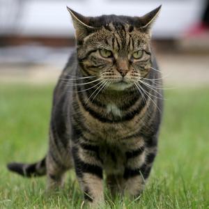 Catification