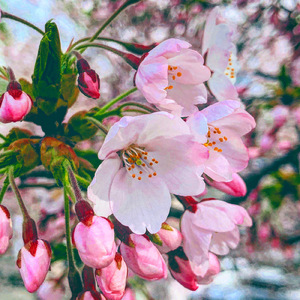 春歌 (First Draft)