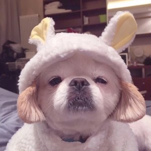 老牛也要吃嫩草