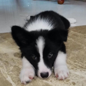 音简意繁（A Minimal yet Touching Melody)