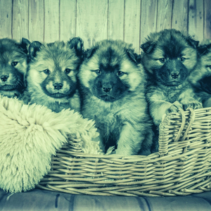 Entertaining (Dog Anxiety)