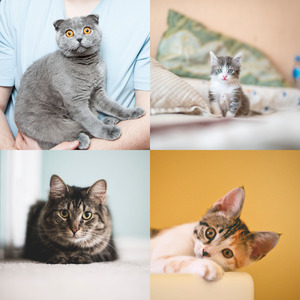 柔和的小猫时刻