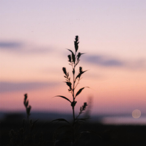 青春又醉倒在籍籍无名的怀