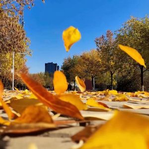 红豆（青春版）