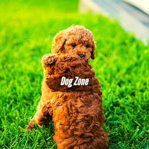 Extraordinary Cool Pups