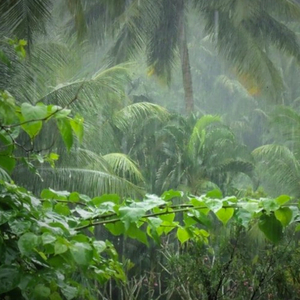 Laplapan Jungle Rain