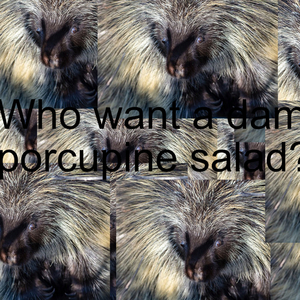 Who Wants a Porcupine Salad?