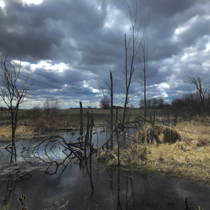 Cytokine Stormy Daniels