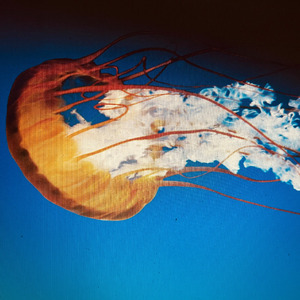 Semeia (Remastered 2025)