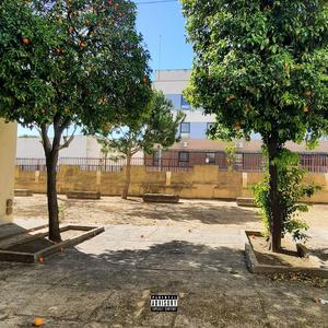 Entre Bancos Y Naranjos