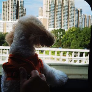 我是你的小狗（cover）