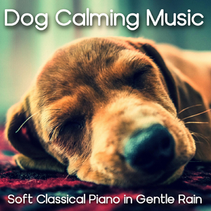 Dog Calming Music (Continuous Rain Mix)