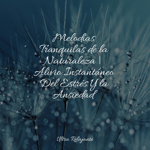 Cuerpo Y Alma