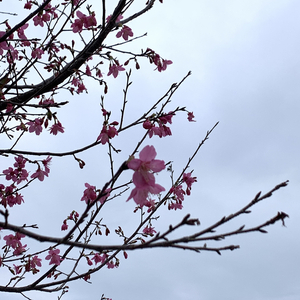 我答应你不再哭泣