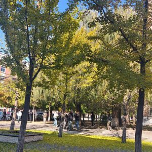 星落掌心 (320CBR)