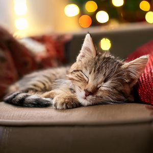 Guitarra Tranquila Para Los Felinos