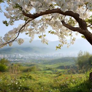 Petals on the Street