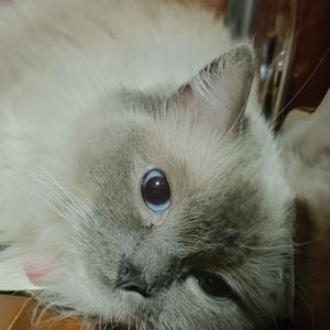 赛利亚之歌 新手电吉他cover.