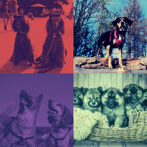 一尘不染小狗印象数