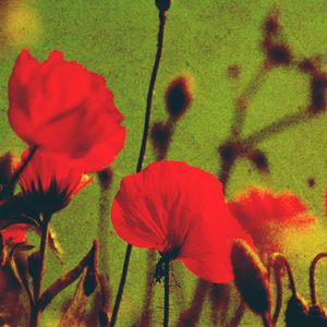 Niet Alleen (feat. Lydia Van Maurik)