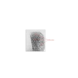 bifurcation