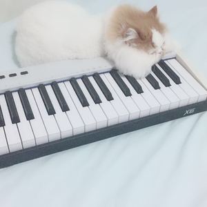 烛摇金阙（光与夜之恋《灼灼金帐栖》古风大婚活动配乐拟写）