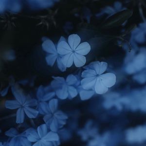 Dancing With Your Ghost（Vocal：柚嘟_儿_）