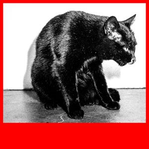 Ilegální tanečnice