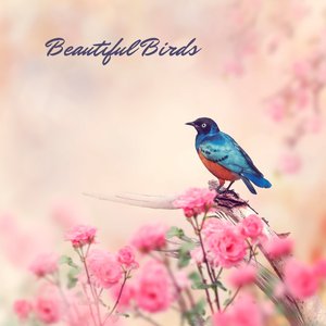 Beautiful Birds