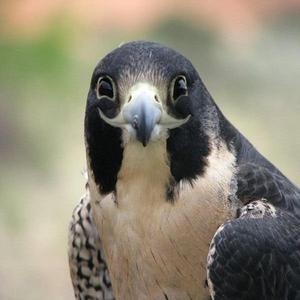 Aram (Aram In The Bush)