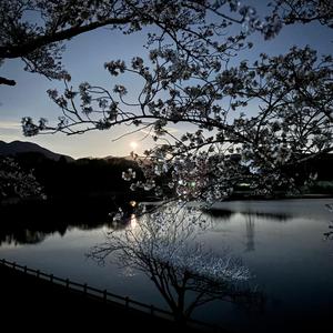 Sakura Moons Lover (桜月の恋人)