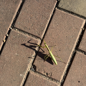 缄默 #百万奖金AI创作大赛+主题二