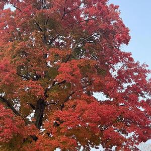 Autumn thoughts like leaves falling