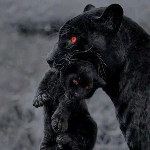 Papaoutai(accompaniment)