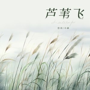 芦苇飞