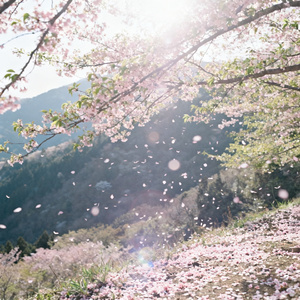 山野间花又落(都市版）