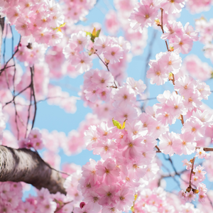 清明雨上（钢琴曲）