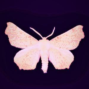 蛾（prod.Furyl/JACKWAVY）