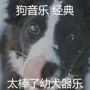 温和训练你的狗梦想