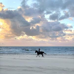 Aivarask (Original REX）