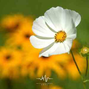 静谧林间 (古筝曲)