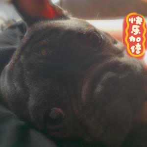 《安眠药》（Cover 张禄籴）（翻自 张禄籴）