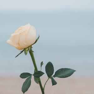 假如礁石会开花