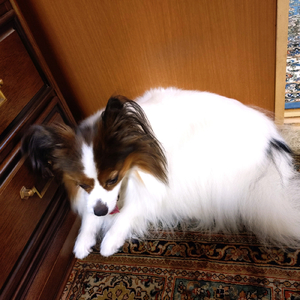 花の森 (feat. AKIKO)